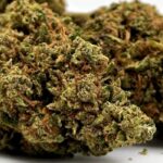 Mango Haze à vendre
