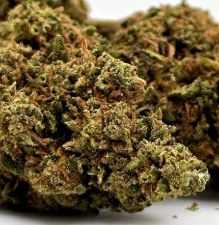 Mango Haze à vendre