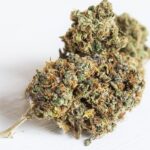 Acheter la variété Hindu Kush en ligne