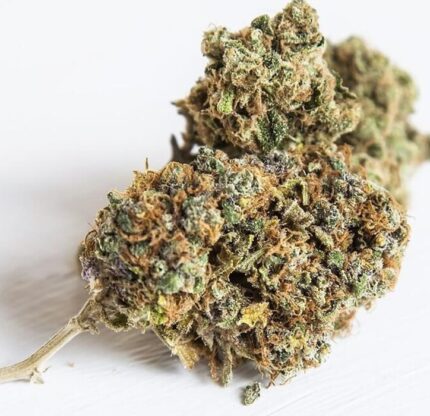 Acheter la variété Hindu Kush en ligne
